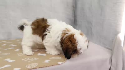 Tucker , a male Shih Tzu for sale in Millersburg, IN – 4 of 4