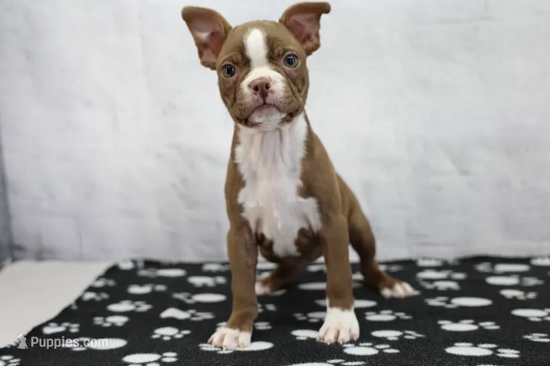 Liv – Boston Terrier puppy for sale in Millersburg, IN