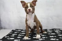 Liv, a female Boston Terrier for sale in Millersburg, IN – 1 of 4