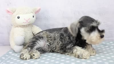 Naomi, a female Miniature Schnauzer for sale in Millersburg, IN – 4 of 4