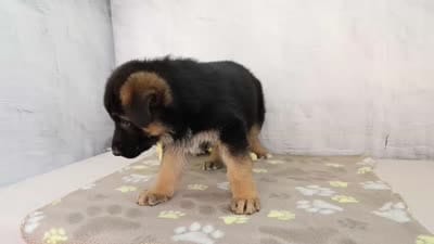 Amelia , a female German Shepherd Dog for sale in Millersburg, IN – 4 of 4