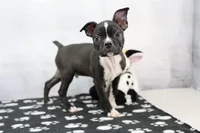 Liam, a male Boston Terrier for sale in Millersburg, IN – 3 of 4