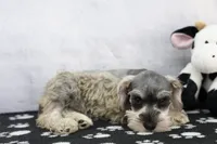 Noriah, a female Miniature Schnauzer for sale in Millersburg, IN – 3 of 4