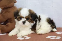 Jill, a female Shih Tzu for sale in Millersburg, IN – 2 of 4