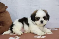 Jack, a male Shih Tzu for sale in Millersburg, IN – 3 of 4