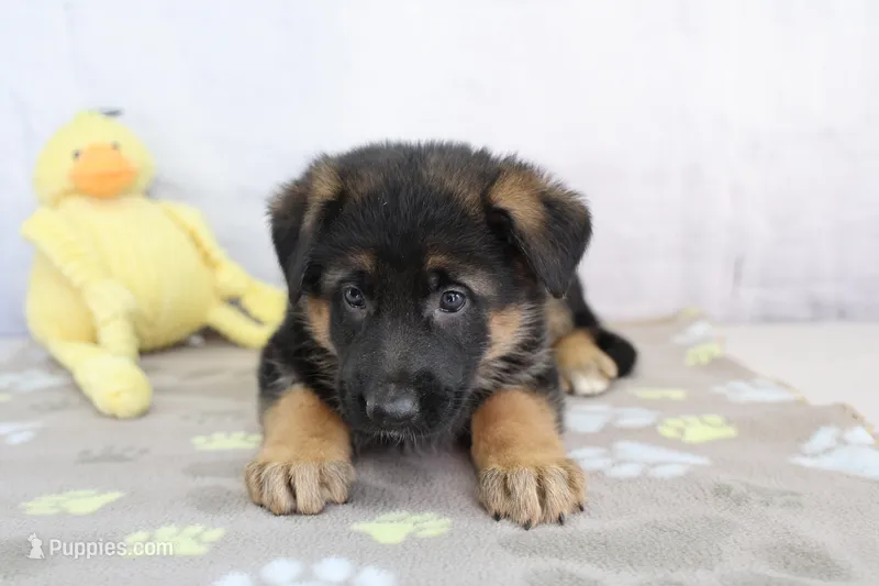Amelia  – German Shepherd Dog puppy for sale in Millersburg, IN