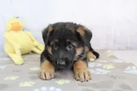 Amelia , a female German Shepherd Dog for sale in Millersburg, IN – 1 of 4
