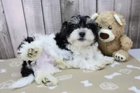 Kevin, a male Shichon for sale in Millersburg, IN – 3 of 4