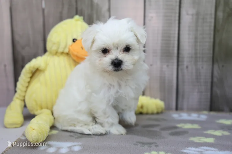 Grace – Maltese puppy for sale in Millersburg, IN