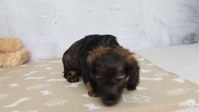 Lainy, a female Miniature Dachshund for sale in Millersburg, IN – 4 of 4