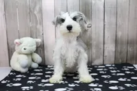 Nate, a male Miniature Schnauzer for sale in Millersburg, IN – 3 of 4