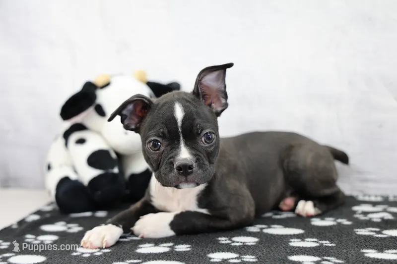 Liam – Boston Terrier puppy for sale in Millersburg, IN