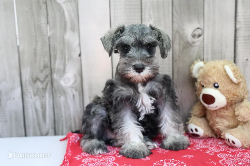 Unity – Miniature Schnauzer puppy for sale in Millersburg, IN