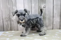 Unity, a female Miniature Schnauzer for sale in Millersburg, IN – Photo 3 of 3