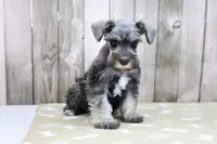Unity, a female Miniature Schnauzer for sale in Millersburg, IN – Photo 2 of 3