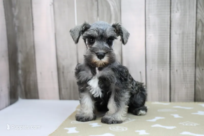 Unity – Miniature Schnauzer puppy for sale in Millersburg, IN