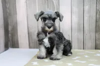 Unity, a female Miniature Schnauzer for sale in Millersburg, IN – Photo 1 of 3