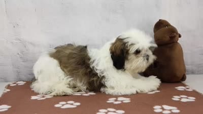 Molly, a female Shih Tzu for sale in Millersburg, IN – 4 of 10