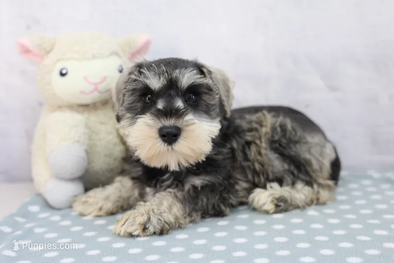 Naomi – Miniature Schnauzer puppy for sale in Millersburg, IN