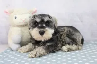 Naomi, a female Miniature Schnauzer for sale in Millersburg, IN – 1 of 4