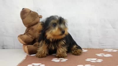 Grant, a male Yorkshire Terrier for sale in Millersburg, IN – 4 of 4