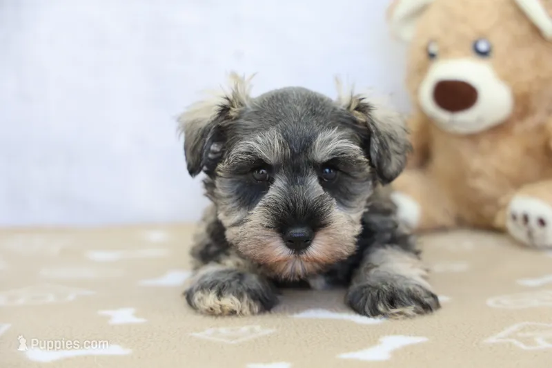 Wren – Miniature Schnauzer puppy for sale in Millersburg, IN