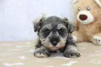 Wren, a female Miniature Schnauzer for sale in Millersburg, IN – 1 of 3