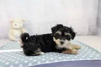 Oaklynn, a female Morkie for sale in Millersburg, IN – 2 of 4