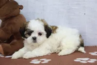 Judy, a female Shih Tzu for sale in Millersburg, IN – 1 of 4