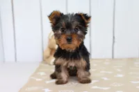 Rio, a male Yorkshire Terrier for sale in Millersburg, IN – 2 of 4