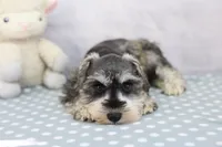 Naomi, a female Miniature Schnauzer for sale in Millersburg, IN – 3 of 4