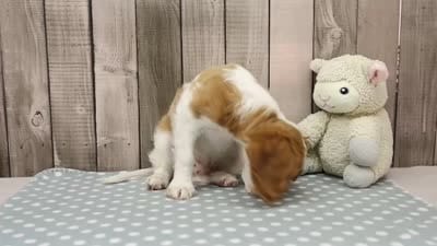 Walker, a male Cavalier King Charles Spaniel for sale in Millersburg, IN – 4 of 4