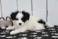 Vector, a male Papillon for sale in Millersburg, IN – 2 of 4