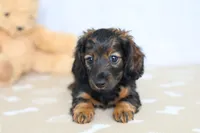 Lainy, a female Miniature Dachshund for sale in Millersburg, IN – 3 of 4