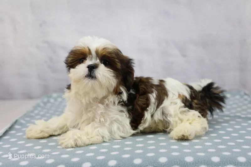 Jill – Shih Tzu puppy for sale in Millersburg, IN