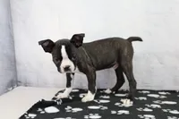 Landon, a male Boston Terrier for sale in Millersburg, IN – 1 of 4