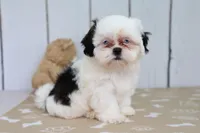 Trey, a male Shih Tzu for sale in Millersburg, IN – 3 of 4