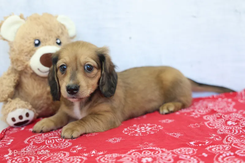Yasmine – Miniature Dachshund puppy for sale in Millersburg, IN