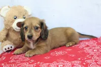 Yasmine, a male Miniature Dachshund for sale in Millersburg, IN – 1 of 3
