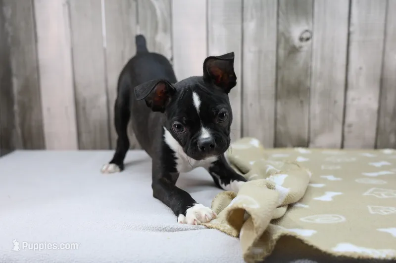 Liam – Boston Terrier puppy for sale in Millersburg, IN