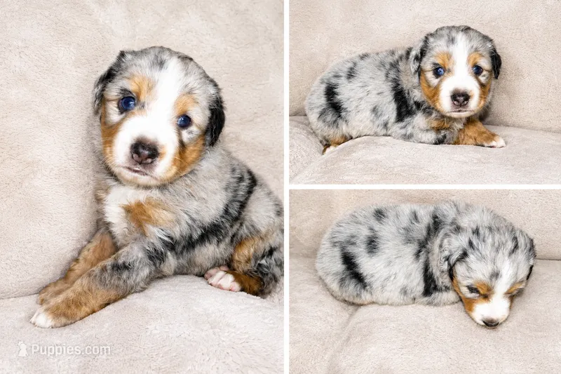 Blue Merle Male – Miniature Australian Shepherd puppy for sale in Hogansville, GA