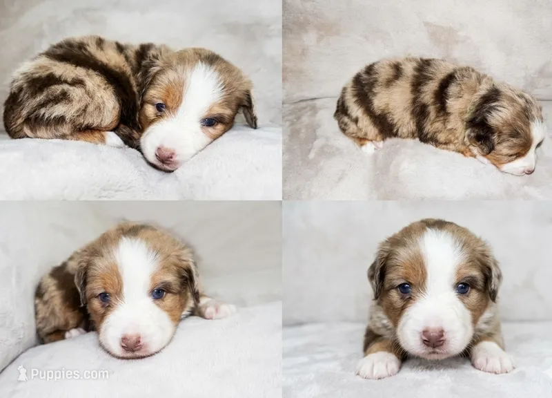 Red Merle Female – Miniature Australian Shepherd puppy for sale in Hogansville, GA