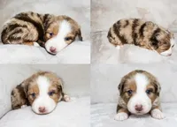 Red Merle Female, a female Miniature Australian Shepherd for sale in Hogansville, GA – 1 of 1