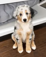 Blue Merle Male, a male Miniature Australian Shepherd for sale in Hogansville, GA – 1 of 3