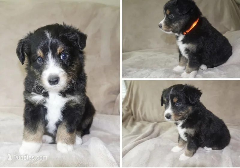 Black Tri Male, a male Miniature Australian Shepherd for sale in Hogansville, GA – 1 of 1