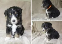 Black Tri Male, a male Miniature Australian Shepherd for sale in Hogansville, GA – 1 of 1