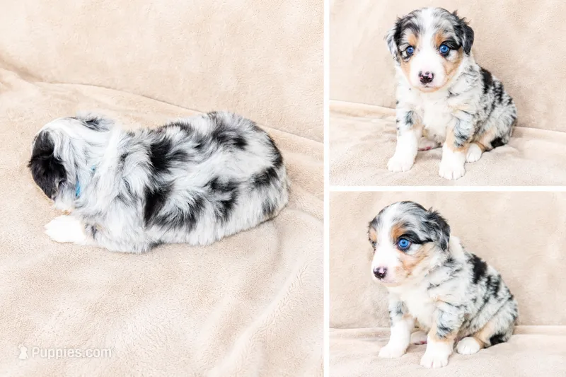 Blue Merle Male – Miniature Australian Shepherd puppy for sale in Hogansville, GA