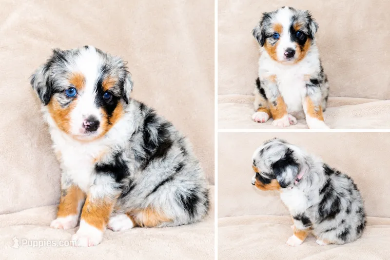 Blue Merle Female – Miniature Australian Shepherd puppy for sale in Hogansville, GA