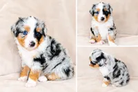 Blue Merle Female, a female Miniature Australian Shepherd for sale in Hogansville, GA – 1 of 1