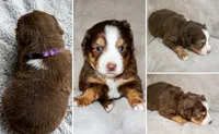 Red Tri Female 1, a female Miniature Australian Shepherd for sale in Hogansville, GA – 1 of 1